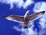 Free Stock Photo: Seagull flying