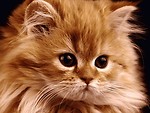 Free Stock Photo: Kitten portrait