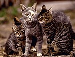 Free Stock Photo: Cats