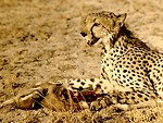 Free Stock Photo: Cheetah eating