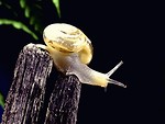 Free Stock Photo: Snail closeup
