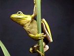 Free Stock Photo: Frog on a tree