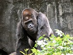 Free Stock Photo: Gorilla portrait