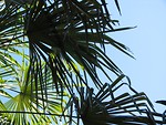 Free Stock Photo: Tall tropical foliage