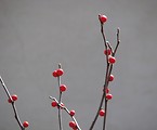 Free Stock Photo: Closeup of red berries on a branch