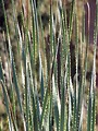 Free Stock Photo: Closeup of a plant with thorny leaves