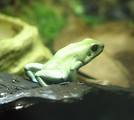 Free Stock Photo: Closeup of a green posionous frog