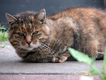 Free Stock Photo: A brown cat