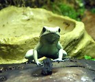 Free Stock Photo: Closeup of a green posionous frog