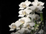 Free Stock Photo: White orchids on a black background