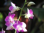 Free Stock Photo: Closeup of pink orchids