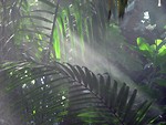 Free Stock Photo: Tropical leaves with a misty background