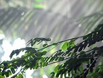 Free Stock Photo: Green leaves with a misty background