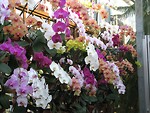 Free Stock Photo: Multiple groups of colored orchids