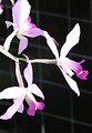 Free Stock Photo: Closeup of pink orchids