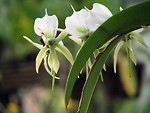 Free Stock Photo: Closeup of white orchids