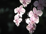 Free Stock Photo: Closeup of pink orchids