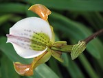 Free Stock Photo: Closeup of a white and orange orchid