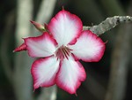 Free Stock Photo: Closeup of a pink desert rose flower