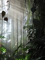 Free Stock Photo: Tropical foliage with a misty background