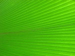 Free Stock Photo: Closeup of a bright green tropical leaf