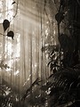Free Stock Photo: Black and white photo of tropical foliage with a misty background