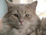Free Stock Photo: Closeup of a light orange cat