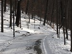 Free Stock Photo: A snowy path in a park