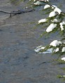 Free Stock Photo: A snow covered tree by a stream