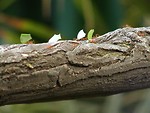 Free Stock Photo: Ants carrying leaves on a branch
