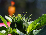 Free Stock Photo: Closeup of a green flower