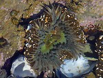 Free Stock Photo: A sea anemone