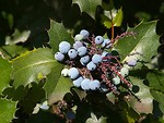 Free Stock Photo: Blue berries on a bush