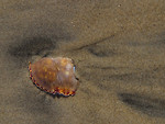 Free Stock Photo: A piece of a horseshoe crab shell in the sand
