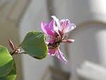 Free Stock Photo: Close up of a purple flower