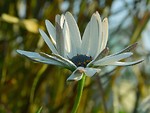Free Stock Photo: Close up of a white flower