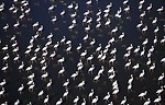 Free Stock Photo: Many flamingos