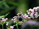 Free Stock Photo: Bee on a flower