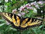 Free Stock Photo: Closeup of butterfly