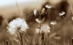 Free Stock Photo: Sepia tone dandelion
