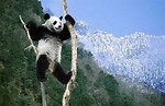 Free Stock Photo: Panda in a tree