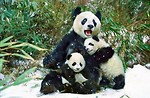 Free Stock Photo: Group of pandas in the snow