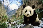 Free Stock Photo: Panda portrait