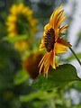 Free Stock Photo: Close up of a yellow flower