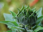 Free Stock Photo: Close up of a green flower