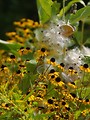 Free Stock Photo: Close up of a yellow coneflowers