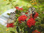 Free Stock Photo: Yellow butterflies on red flowers