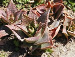 Free Stock Photo: A brownish red cactus