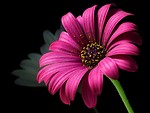 Free Stock Photo: Close up of a purple flower