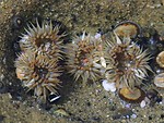Free Stock Photo: A group of sea anemones in the ocean